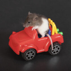 rat driving a car - deposit photos